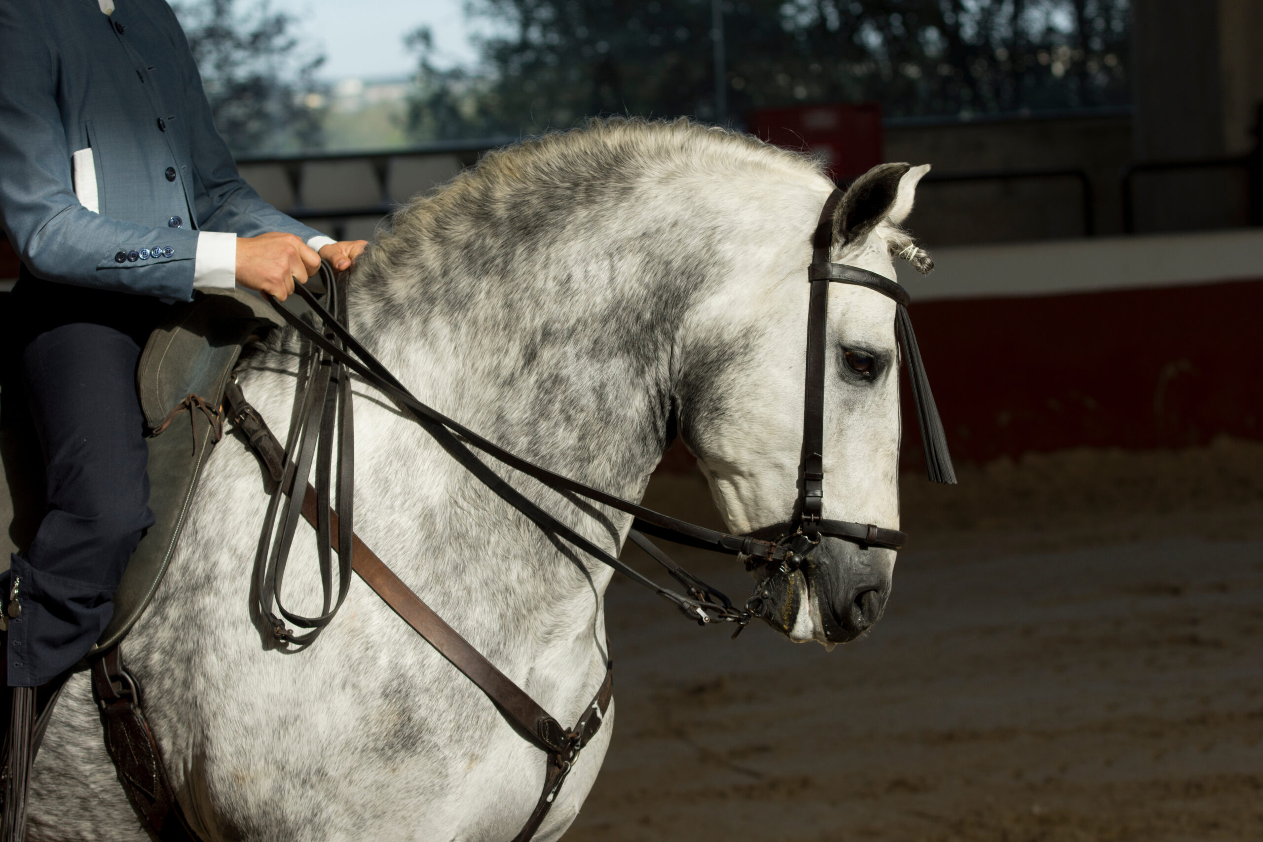 Andalusian horse: grey one with rider