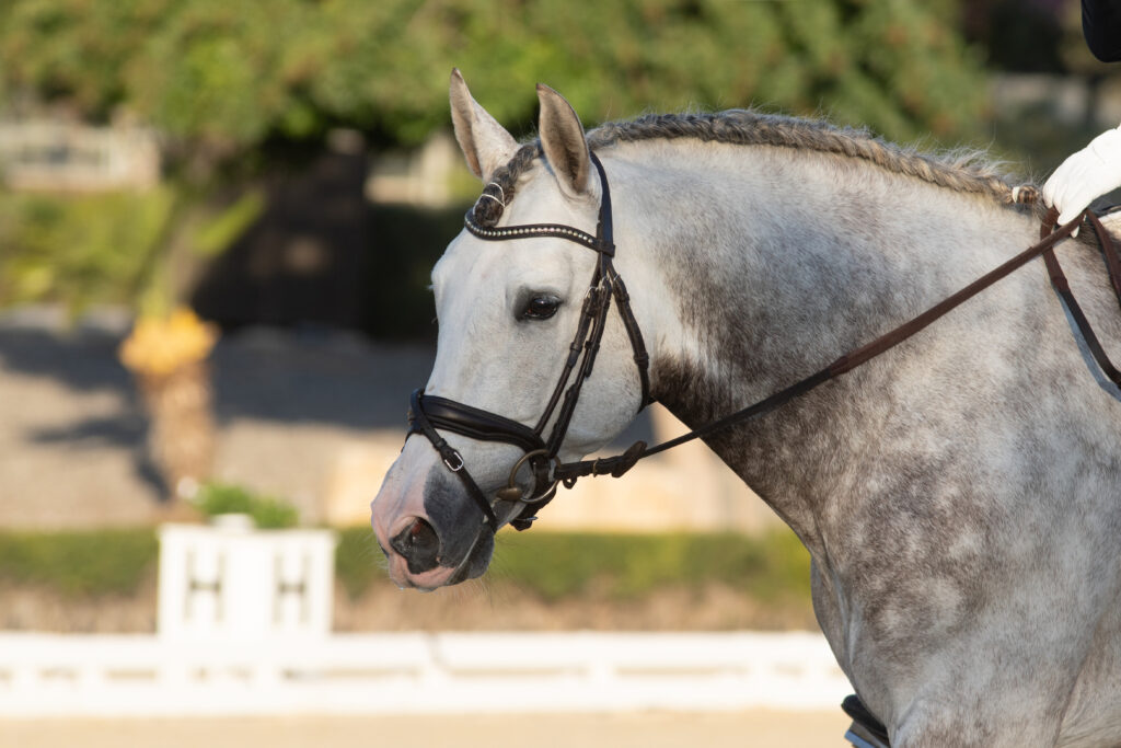 Andalusian Horse - ehorses Magazine
