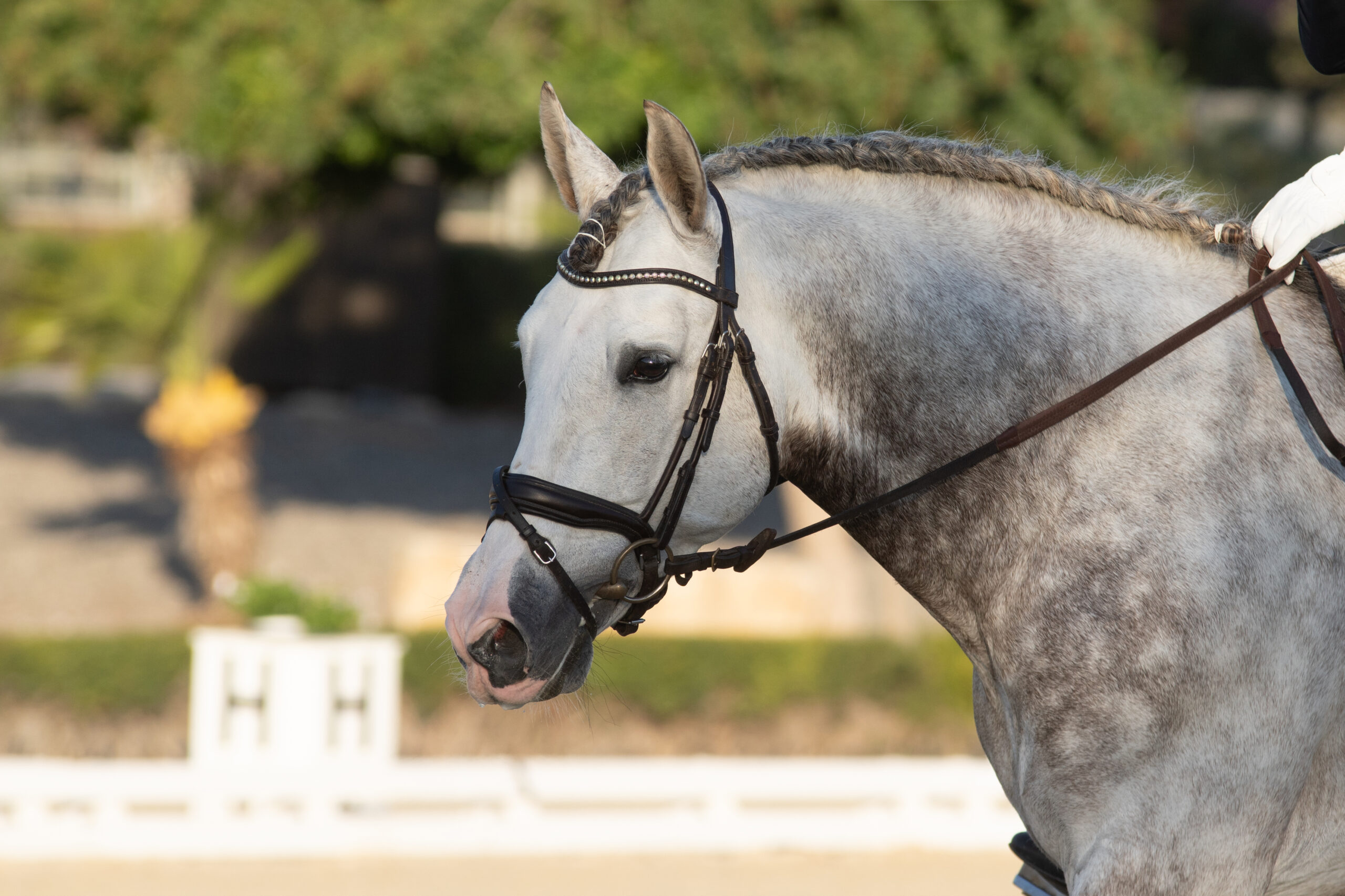 Andalusian Horse: Grey one with bridle and rider