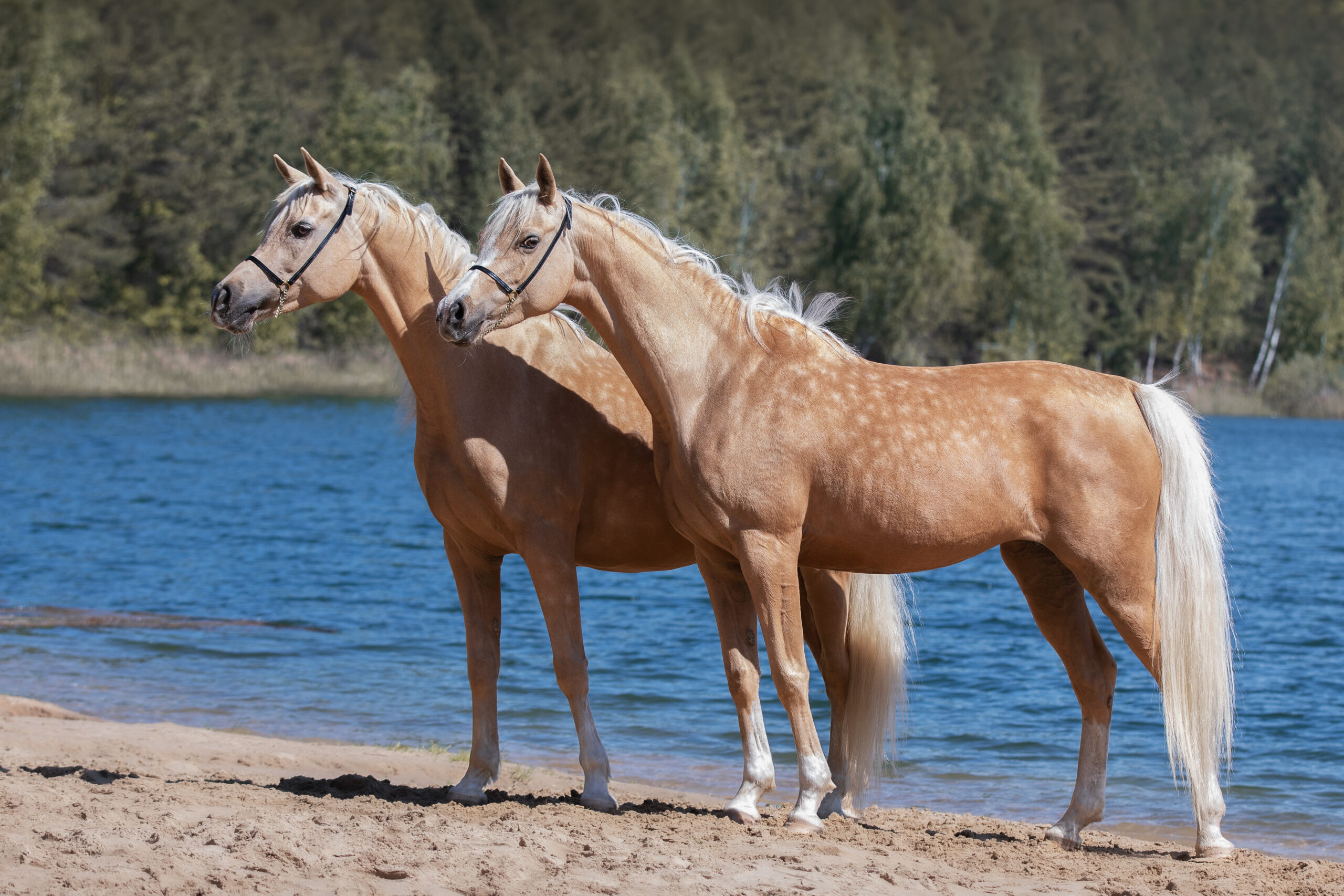 Arabian Horse: two on a beach