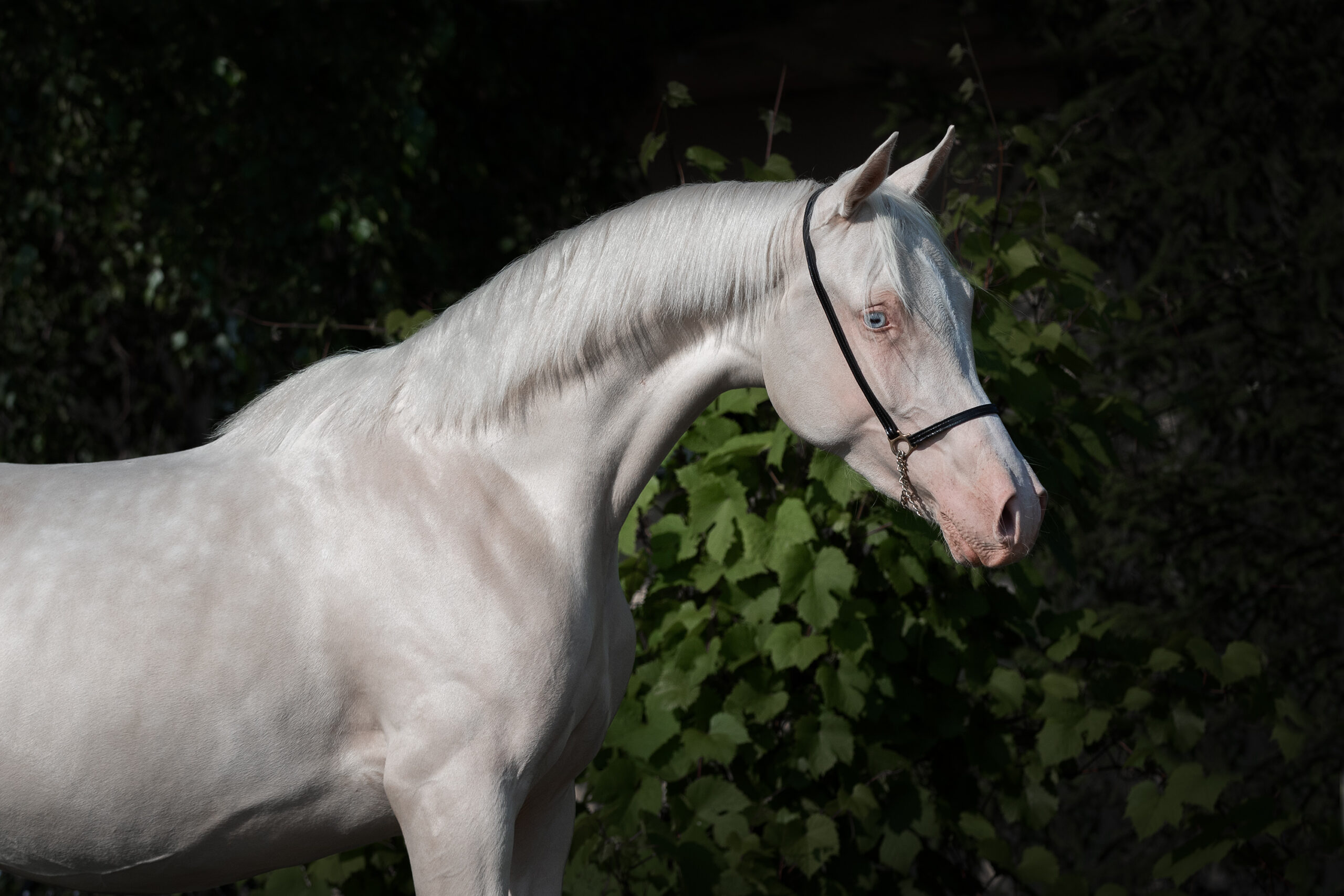 Arabian Horse: Side view