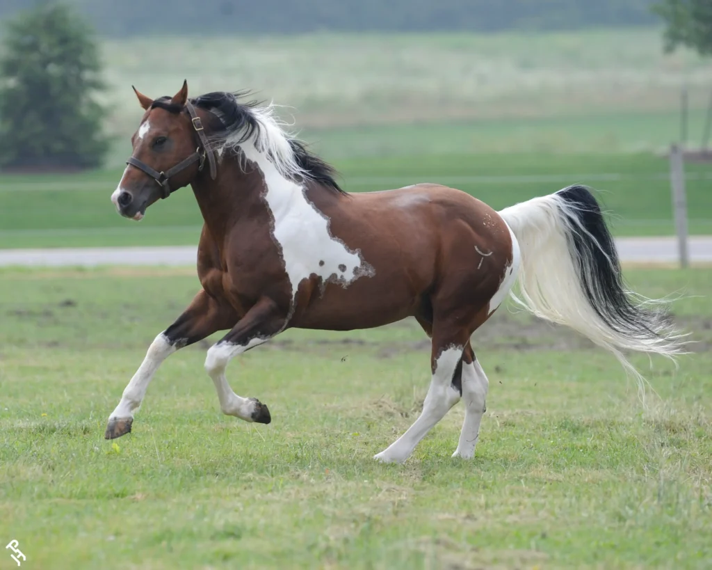 A muscular bay tobiano American Paint Horse stallion trotting across a green pasture. The horse features a reddish-brown coat with distinct white tobiano markings, a mixed black and white mane and tail, and a dark leather halter.