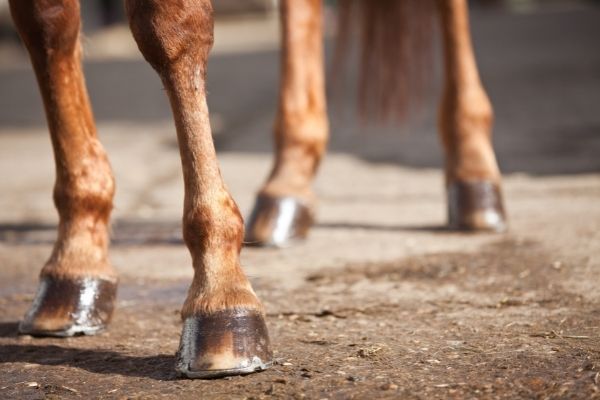 Biotin for Horses: 4 hooves