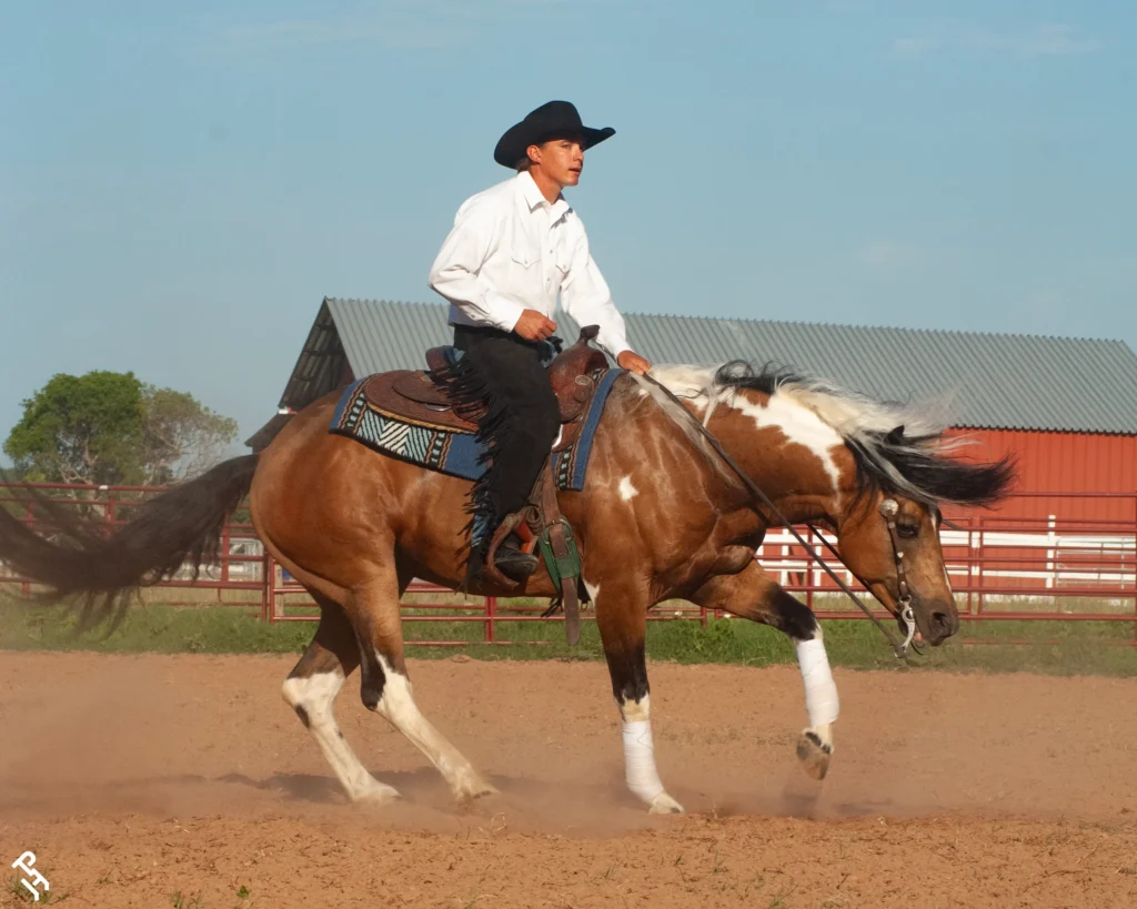 A western rider in a black cowboy hat and white shirt riding a buckskin tobiano American Paint Horse in a dusty riding arena, performing a dynamic maneuver with a red barn in the background.