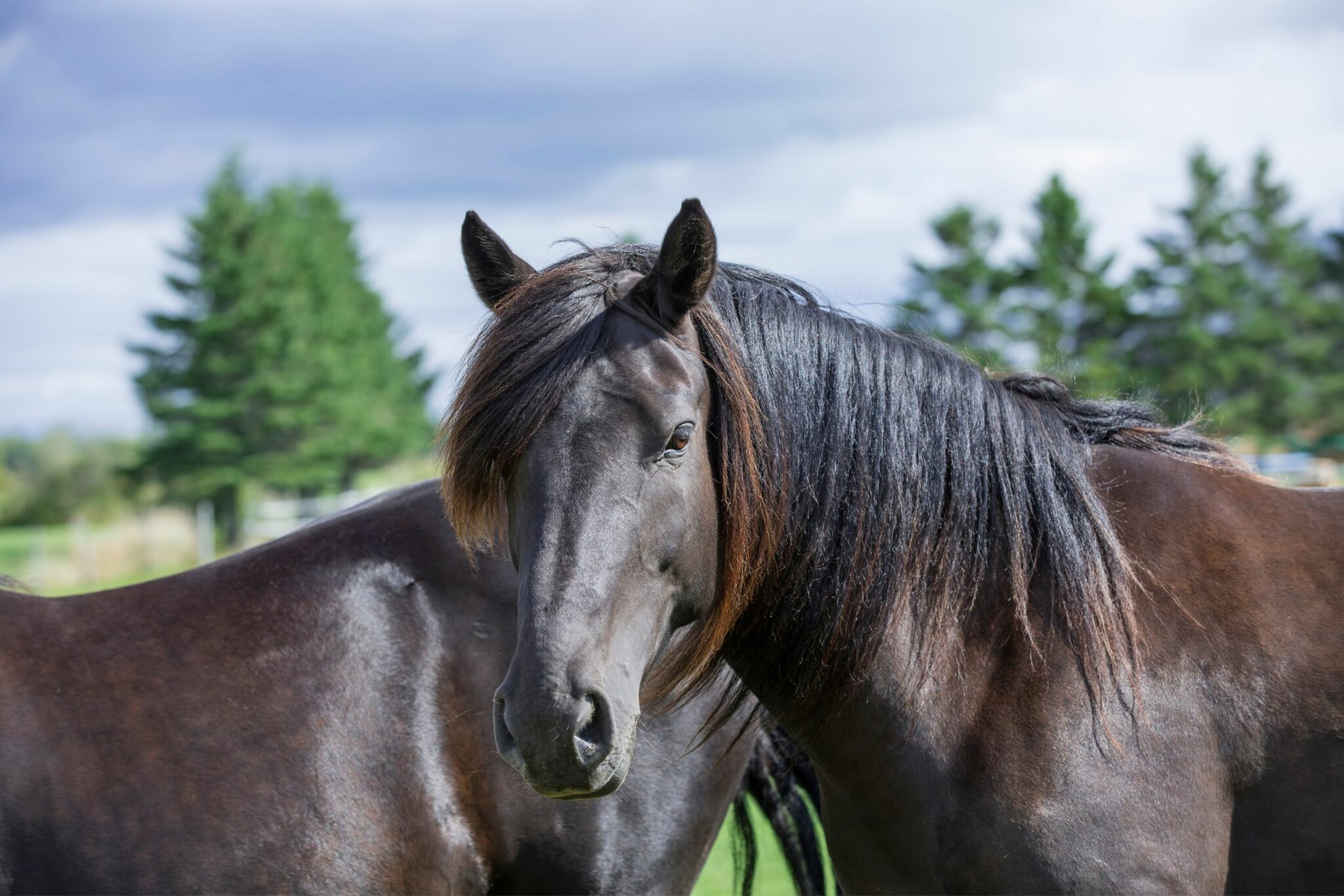 Branding in Horses - ehorses Magazine