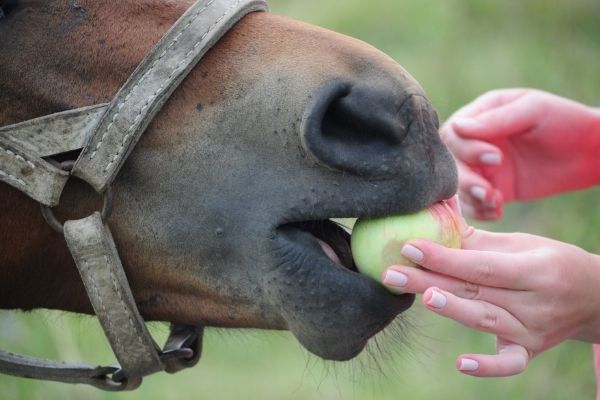 Horse Colic: Horse eating an apple 