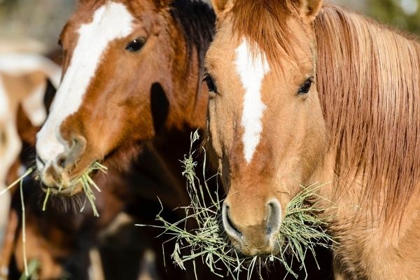 Horses eating hay: it prevents colics