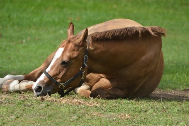 Horse Colic – Symptoms, Causes & Treatment 