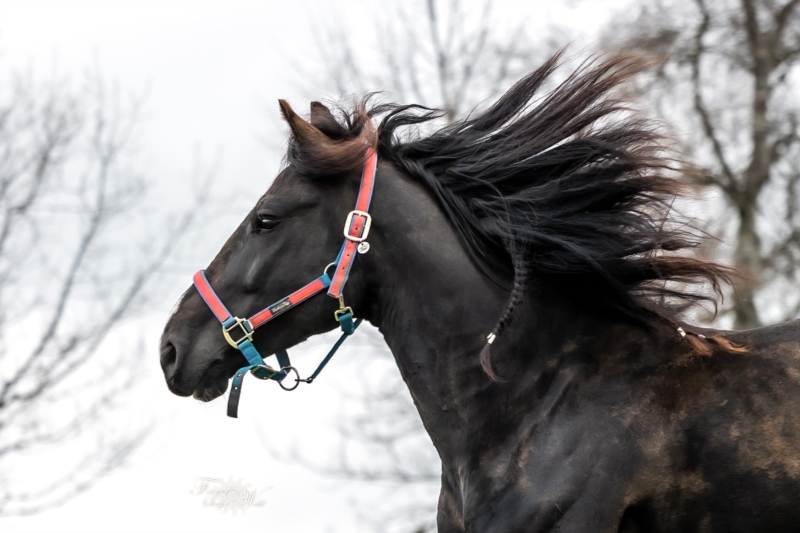 Criollo: black horse with long mane