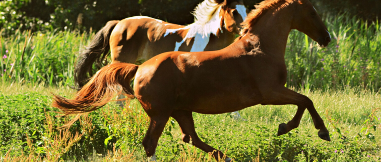 Tendon damage in horses: bringing your horse back to fitness