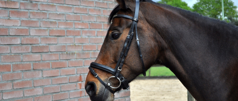 Nosebands: Which is Best for your Horse?
