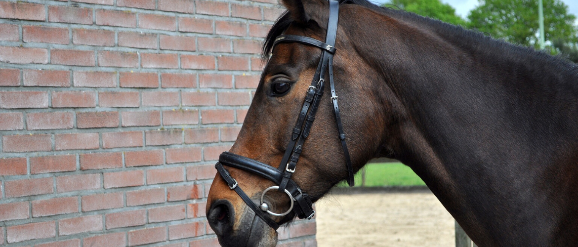 Cheek Or Poll Cover Brown/Black/Natural Horse/Pony HyCOMFORT Noseband 