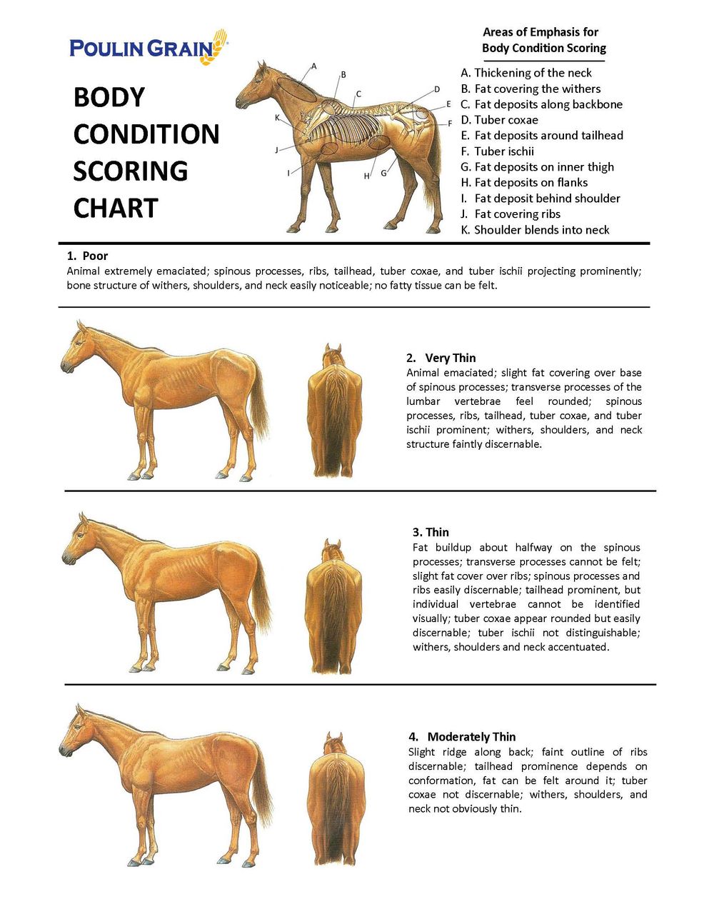 Equine-Body-Condition-Scoring-Chart
