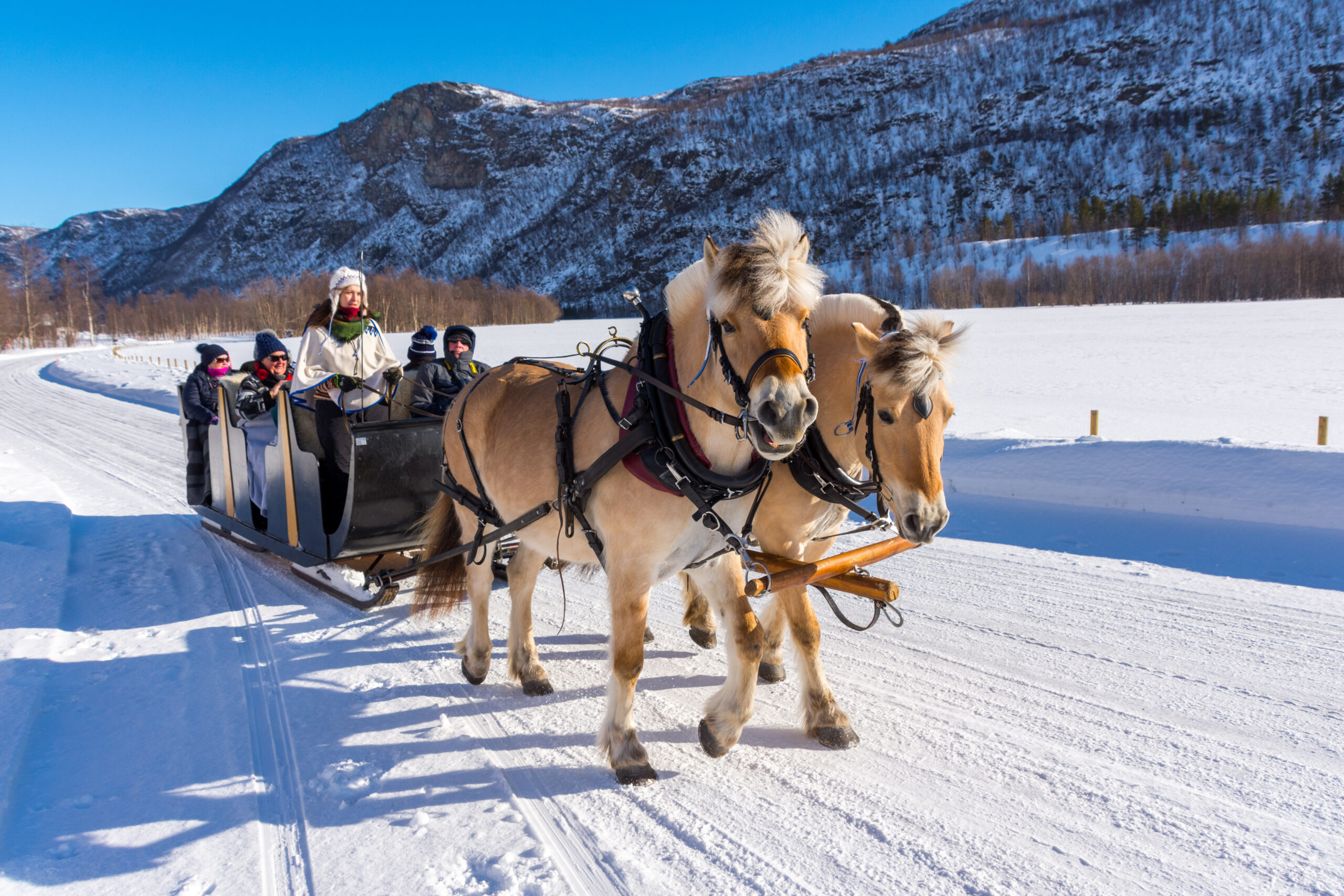 Fjord Horse: Two Fjords pull the sleigh