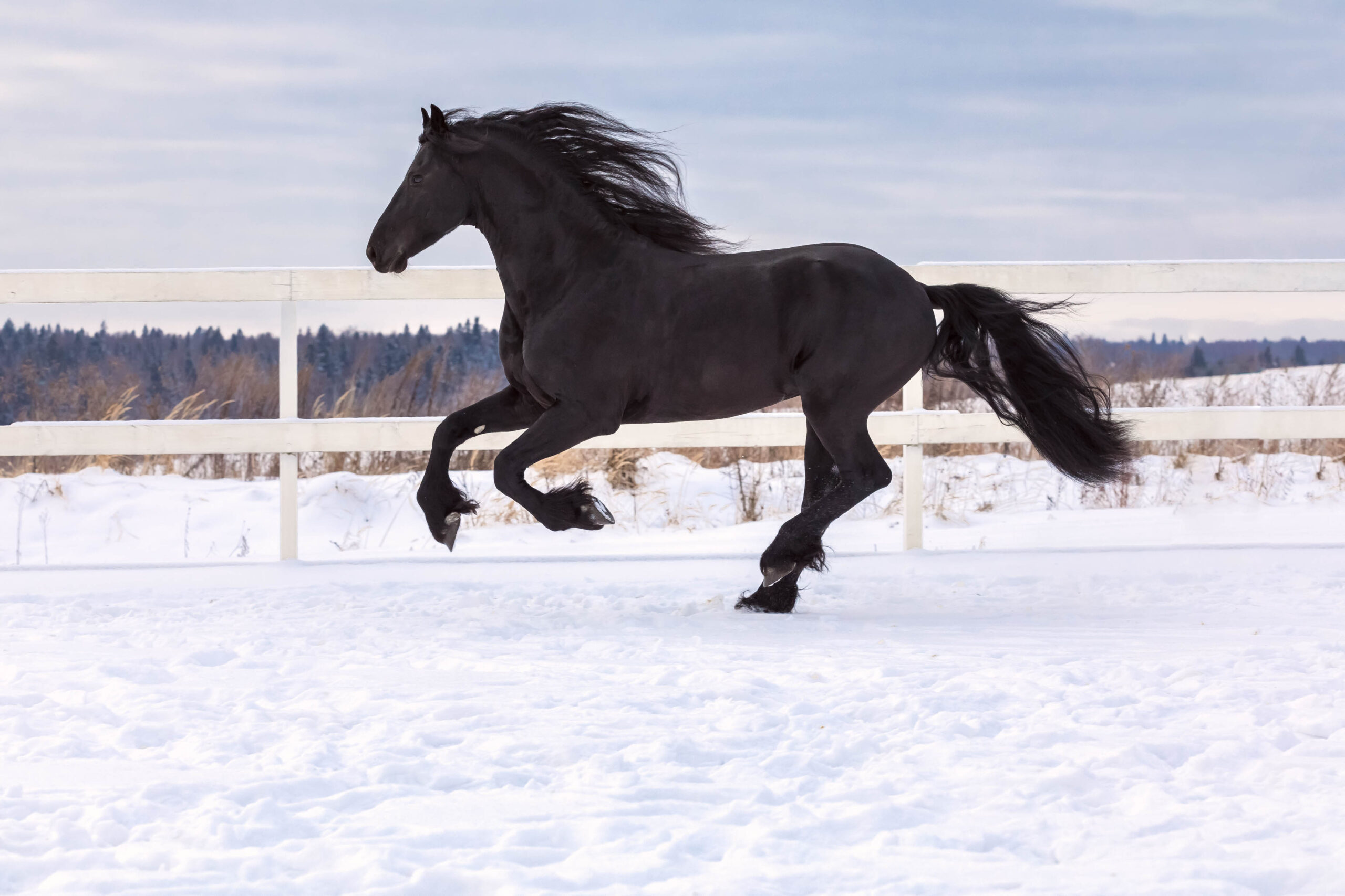 Friesian Horse: Cantering in the snow