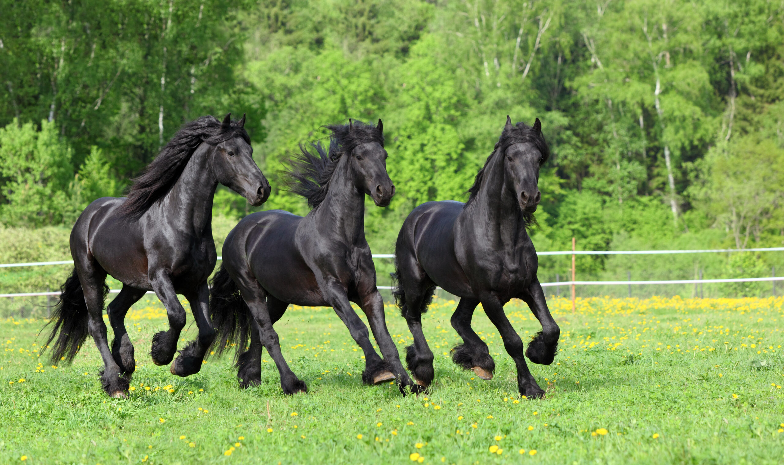 Friesian horse: herd cantering on a meadow