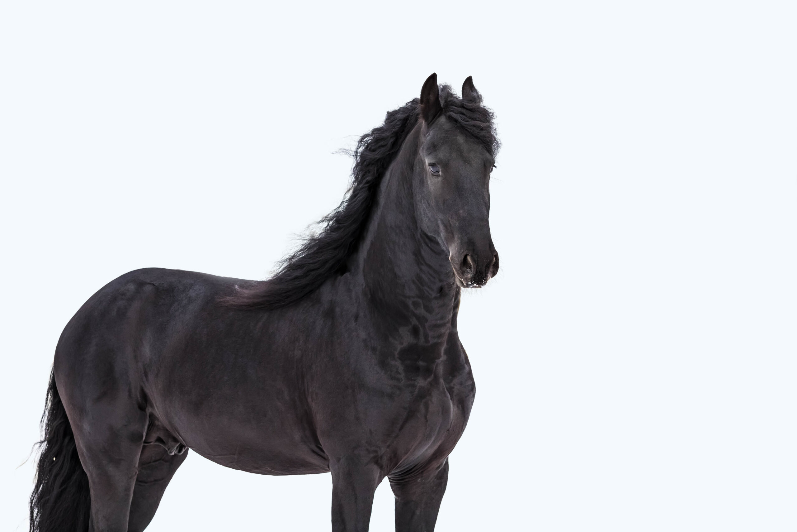 Friesian Horse: Standing in front of a white background