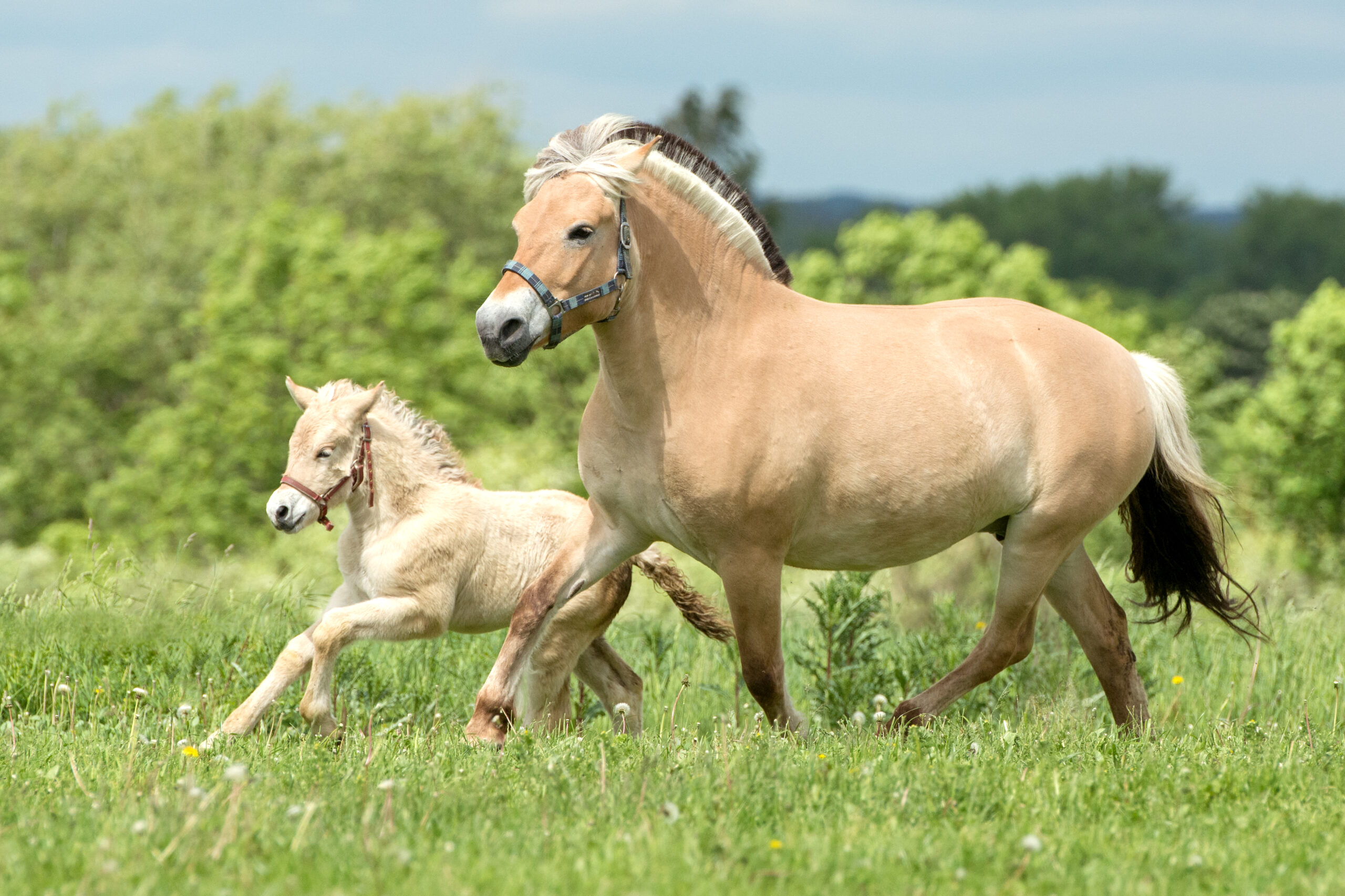 Fjord Horse: Mare with foal on a field