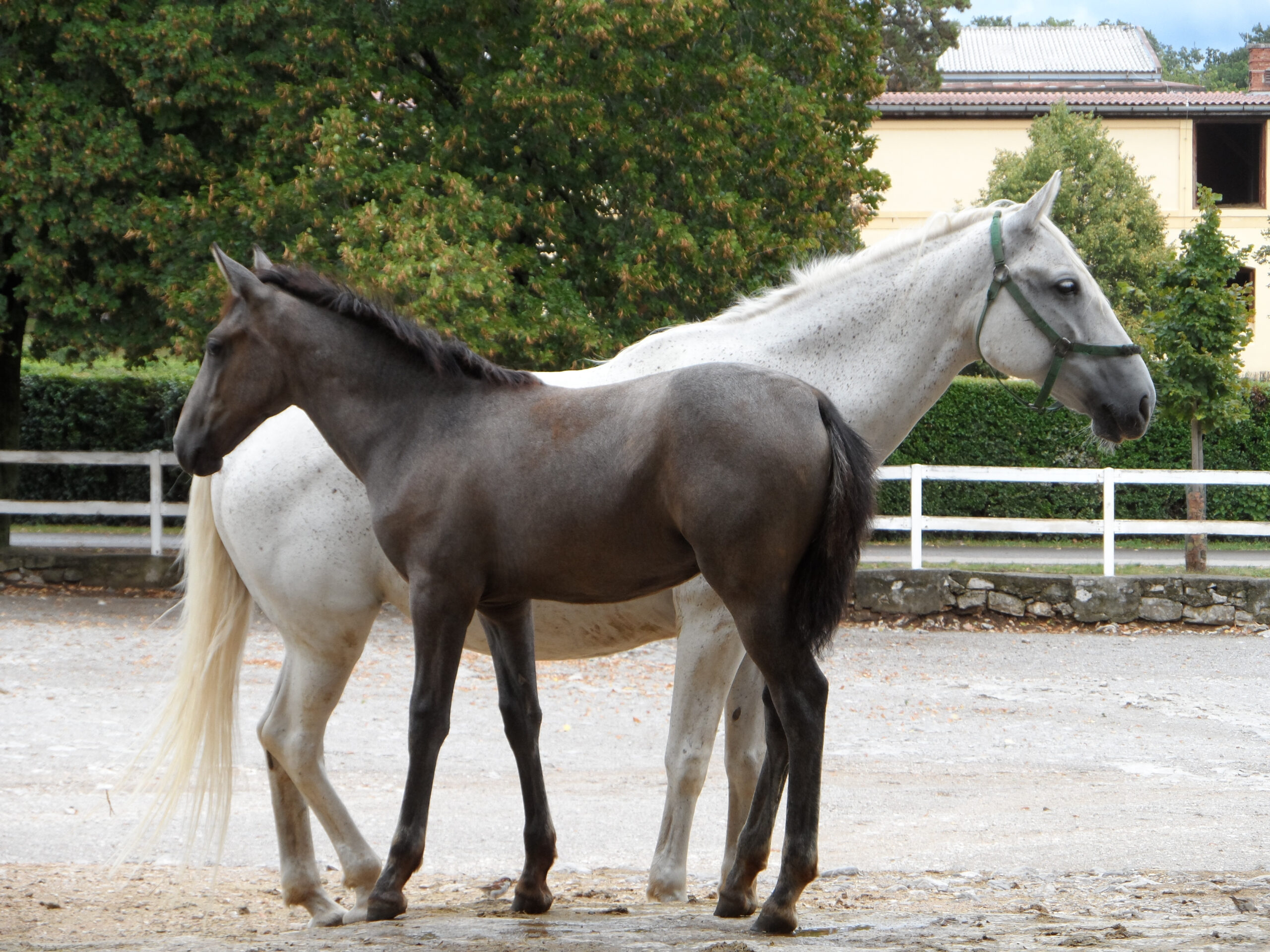 Lipizzaner: White mare with dark foal
