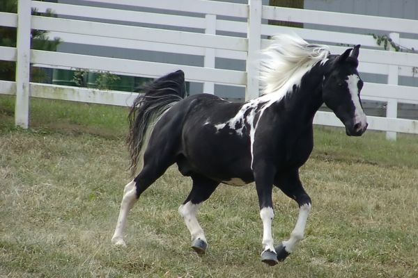 Missouri Fox Trotter: Black and white piedbald horse runs over a pasture