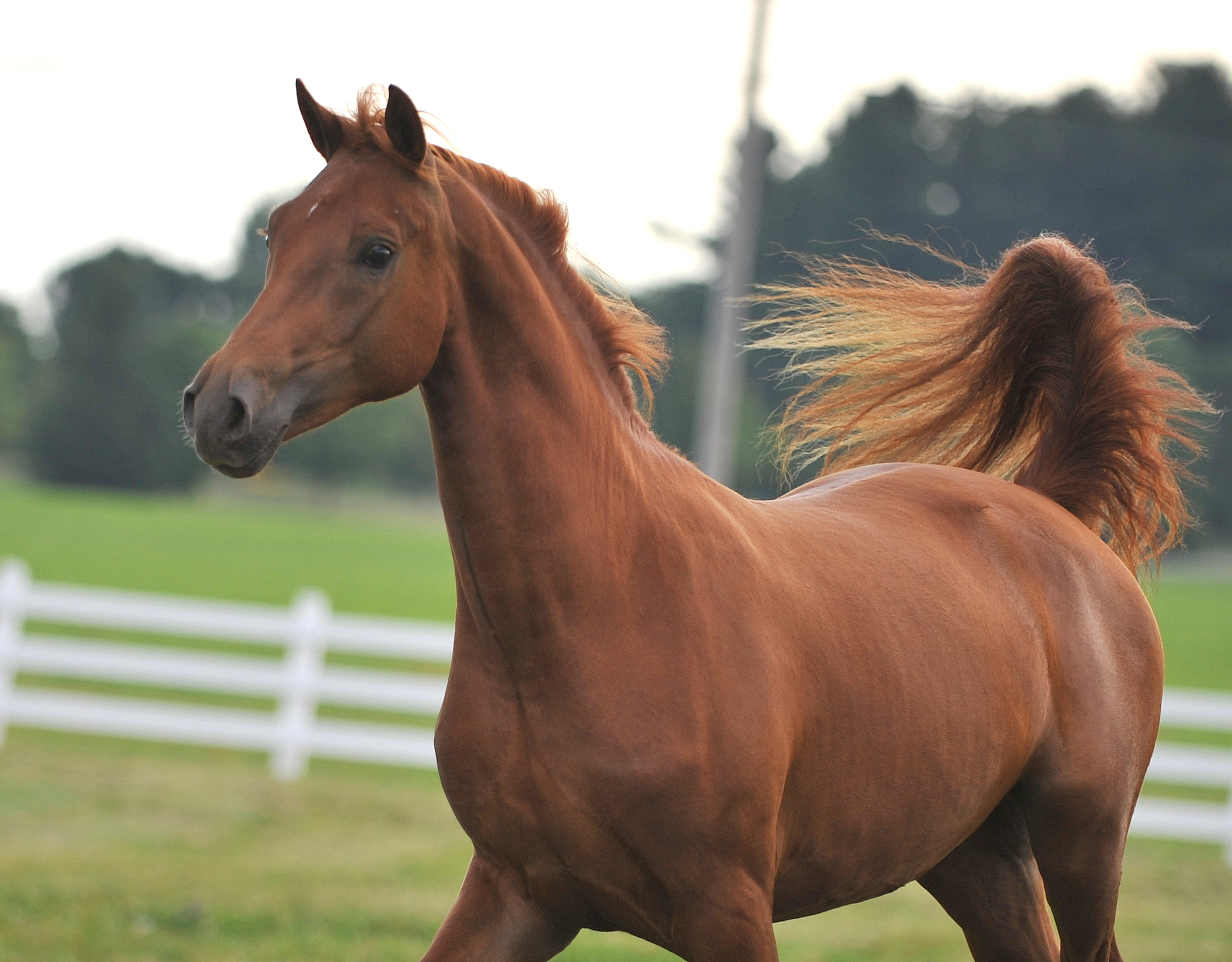 Morgan Horse: Chesnut running on a meadow