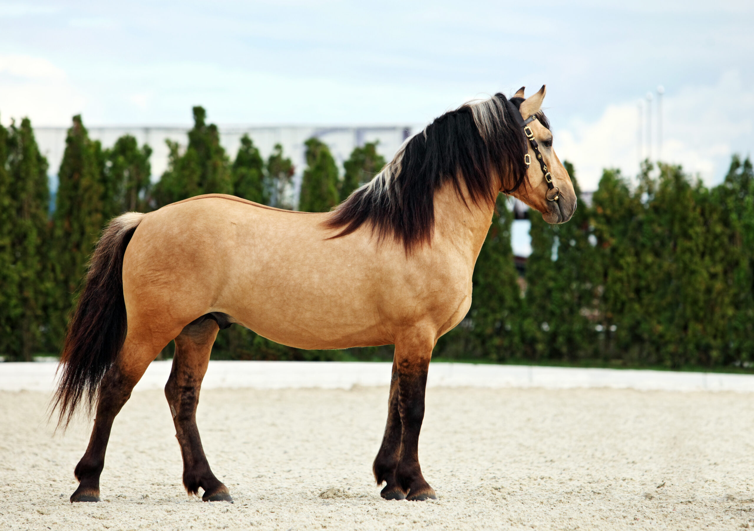 Paso Fino: Standing in Side view