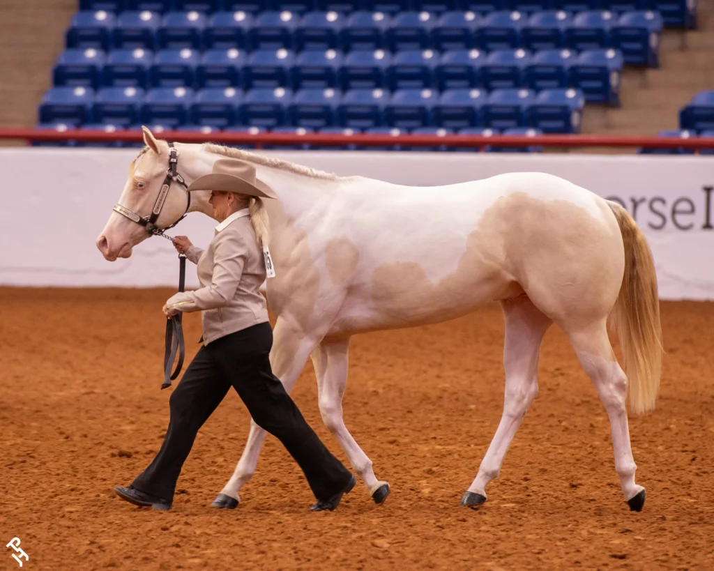 A handler in western show attire leading a perlino American Paint Horse with subtle cream coat markings, blue eyes, and a flaxen mane across an indoor show arena with dirt footing and blue stadium seating in the background.