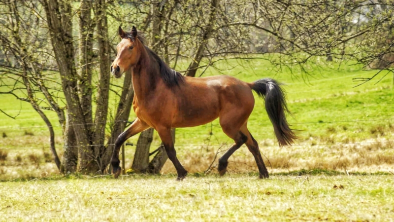 Racking horse: trotting on a field 