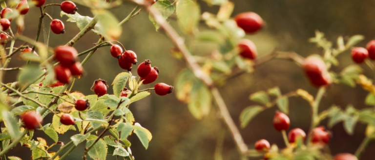 Are Rose Hips Good For Horses?