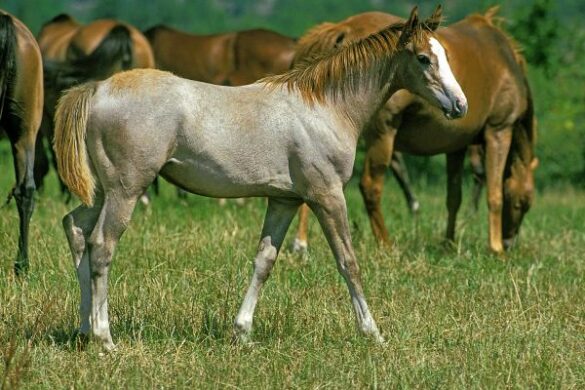 Anglo-Arab: Breed Profile | ehorses.com