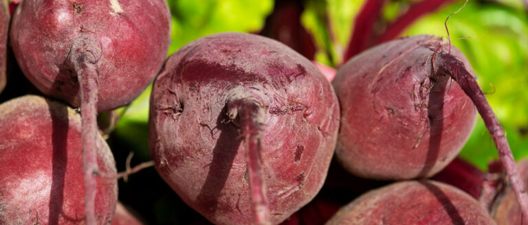 Beetroot: Superfood for Horses