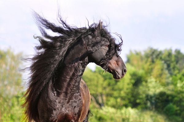 Biotin for horses: Frisian Horse with long mane