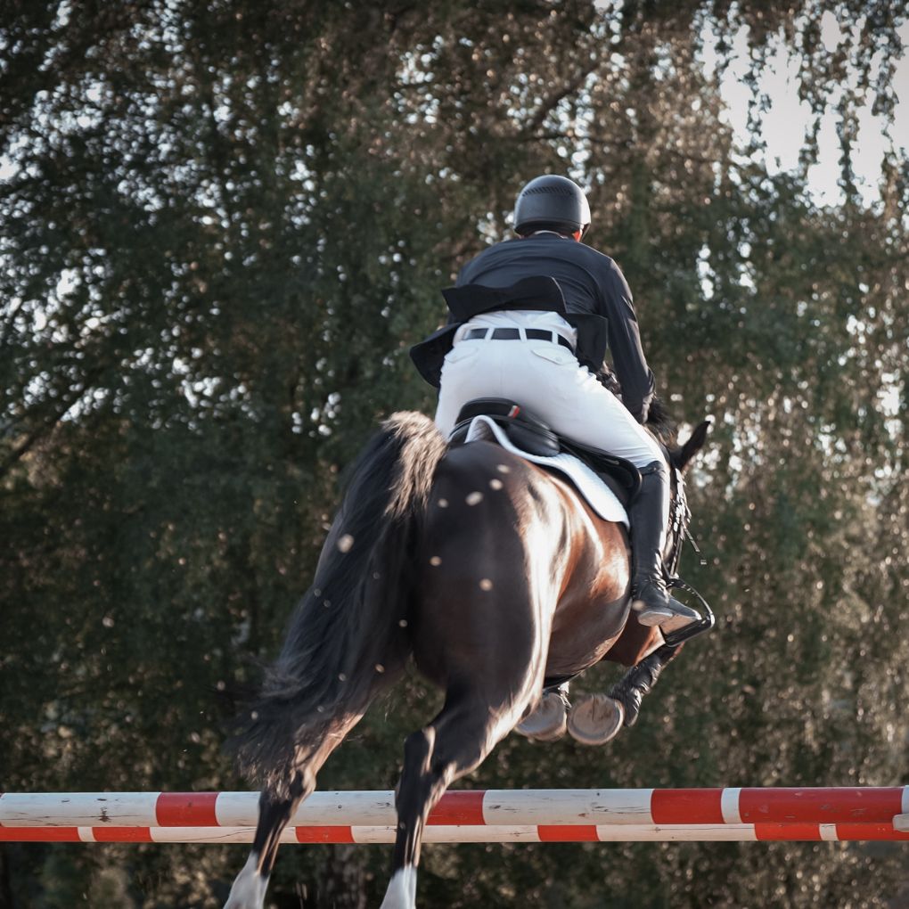Subscribe to the ehorses Newsletter I ehorses magazine