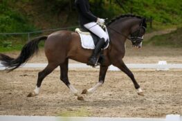 German Riding Pony: Breed Profile | ehorses.com