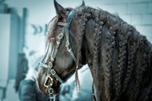 Friesian horse with plaited mane