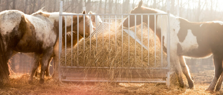 Horse Feed: Keeping Horses Healthy and Happy