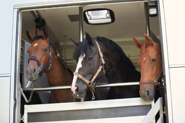 International horse sale