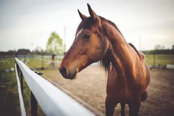Bay horse on the paddock