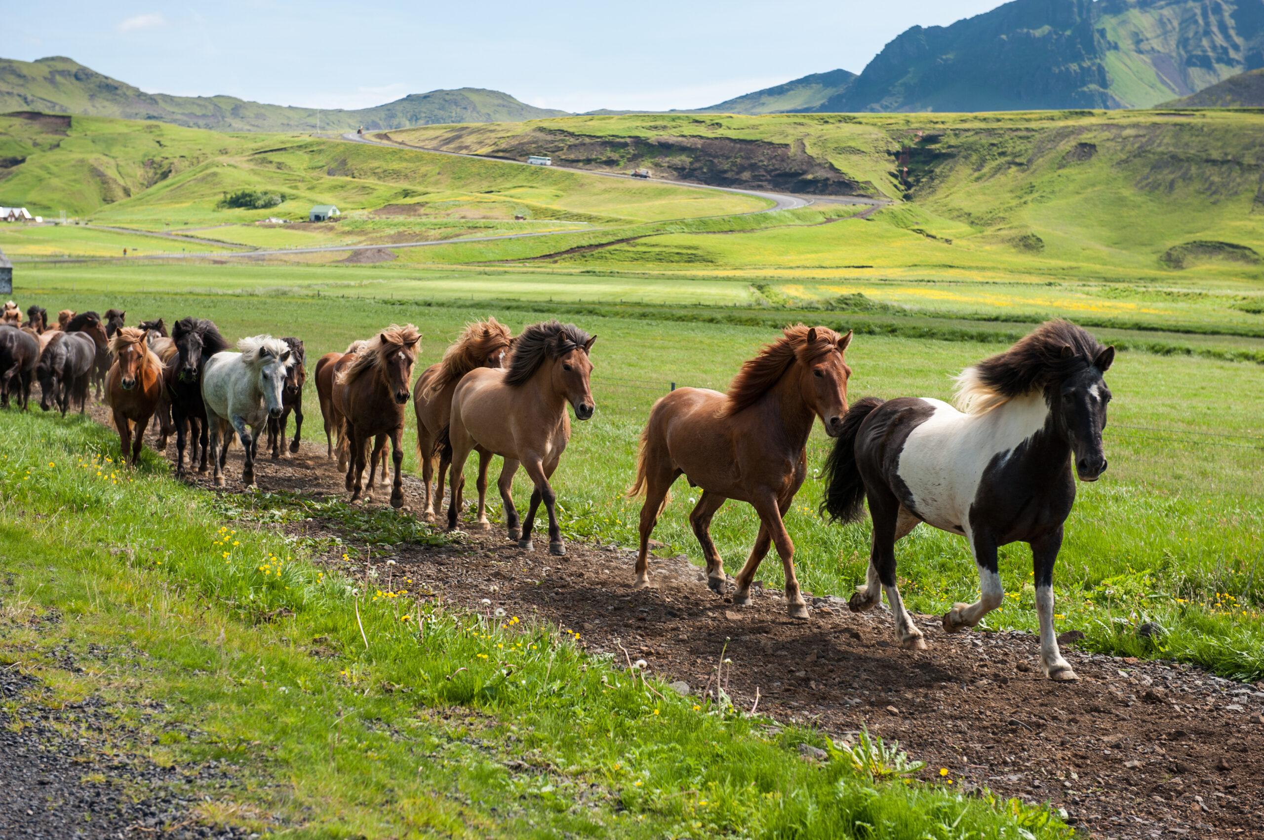Icelandic horses in the nature