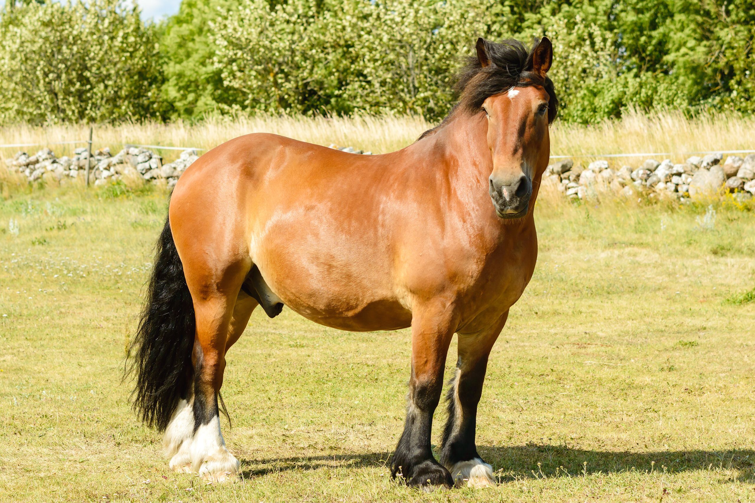 North Swedish Horse: Standing on a meadow 
