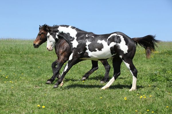 Paint Horse: Two horses are running on a meadow.