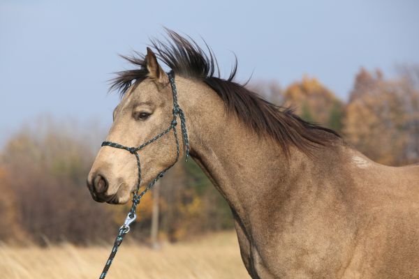 Quarter Pony: Profile of a buckskin-coloured horse
