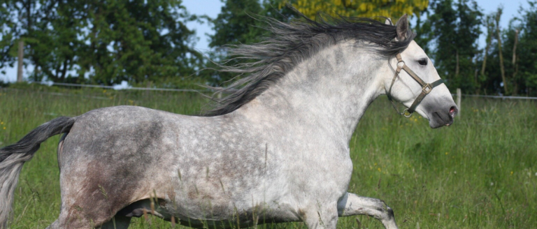 Spanish horses – differences between the P.R.E., the Andalusian & Co.