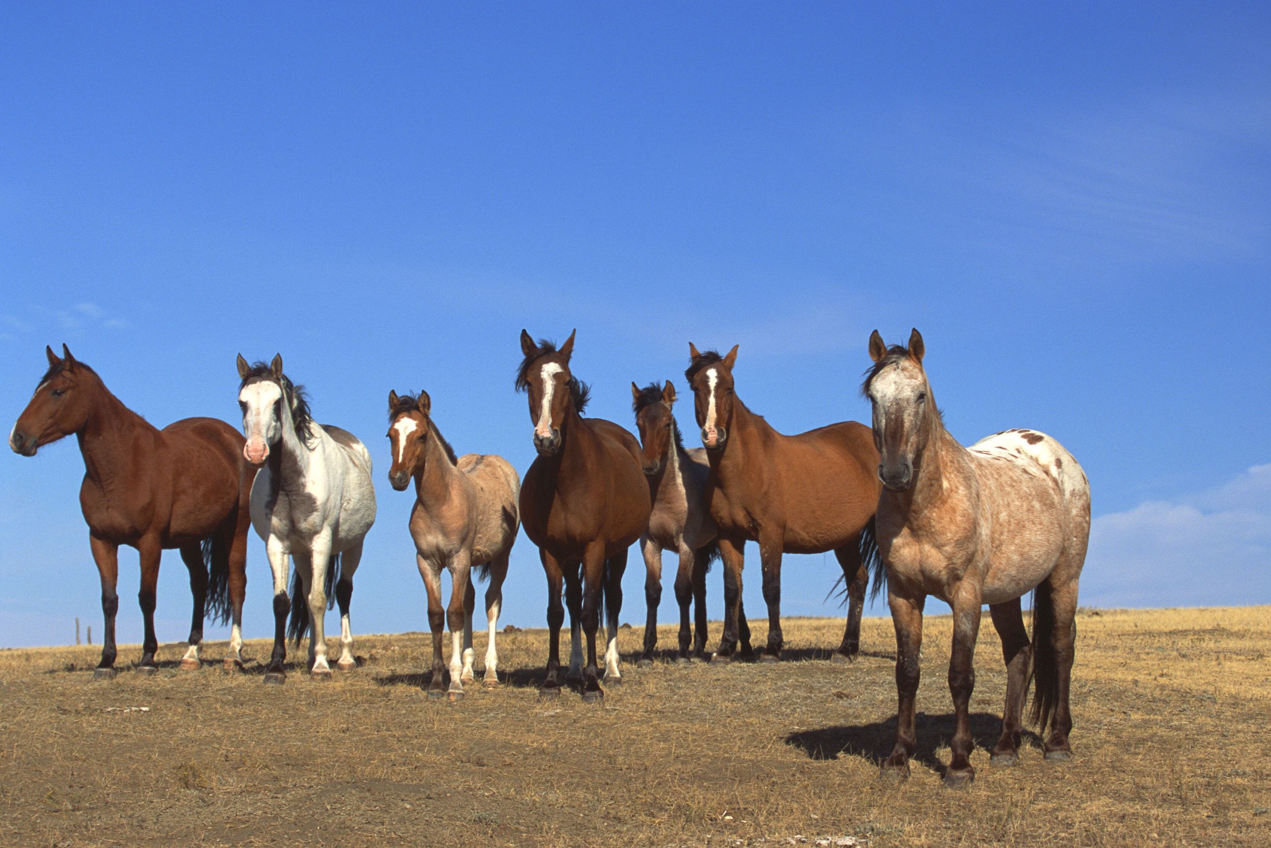 Spanish Mustang: Six horses on a hill
