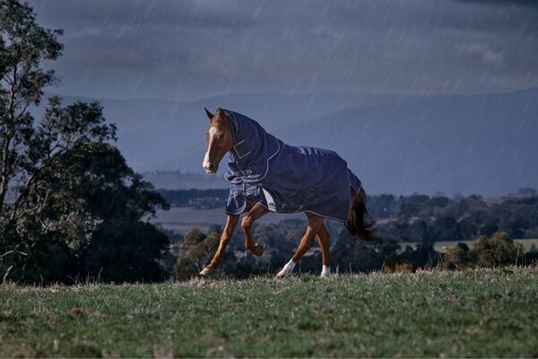 thermoregulation in horses (2)