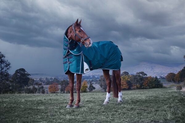 thermoregulation in horses (2)