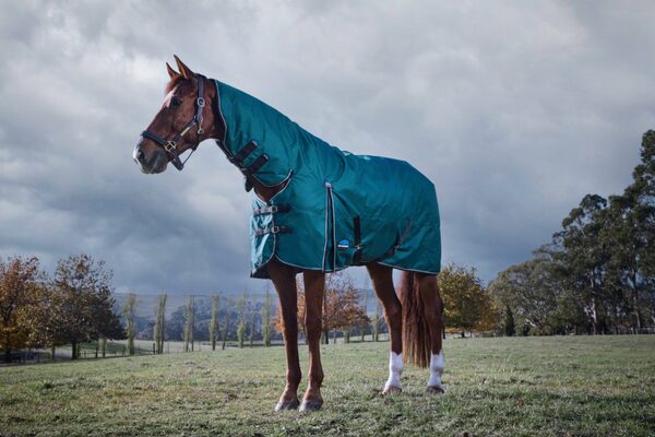thermoregulation in horses (2)