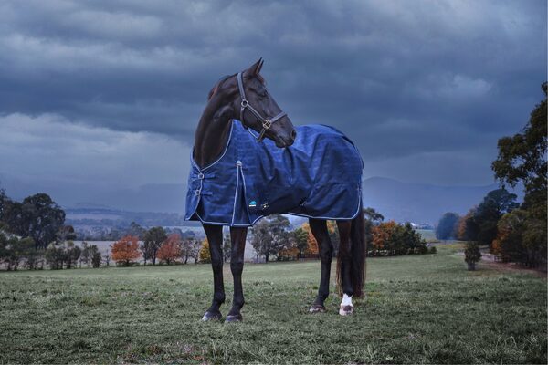 thermoregulation in horses (2)