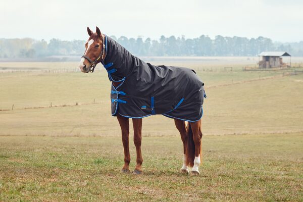 thermoregulation in horses (2)