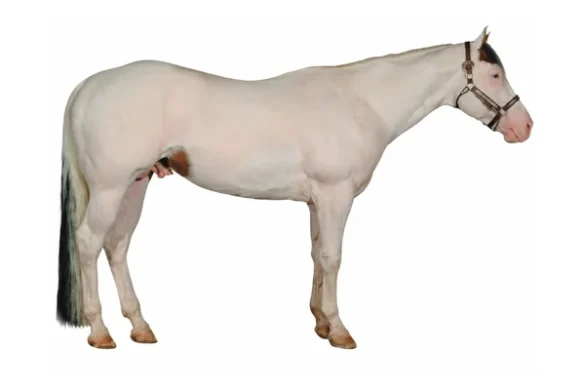 white-tovero-american-paint-horse